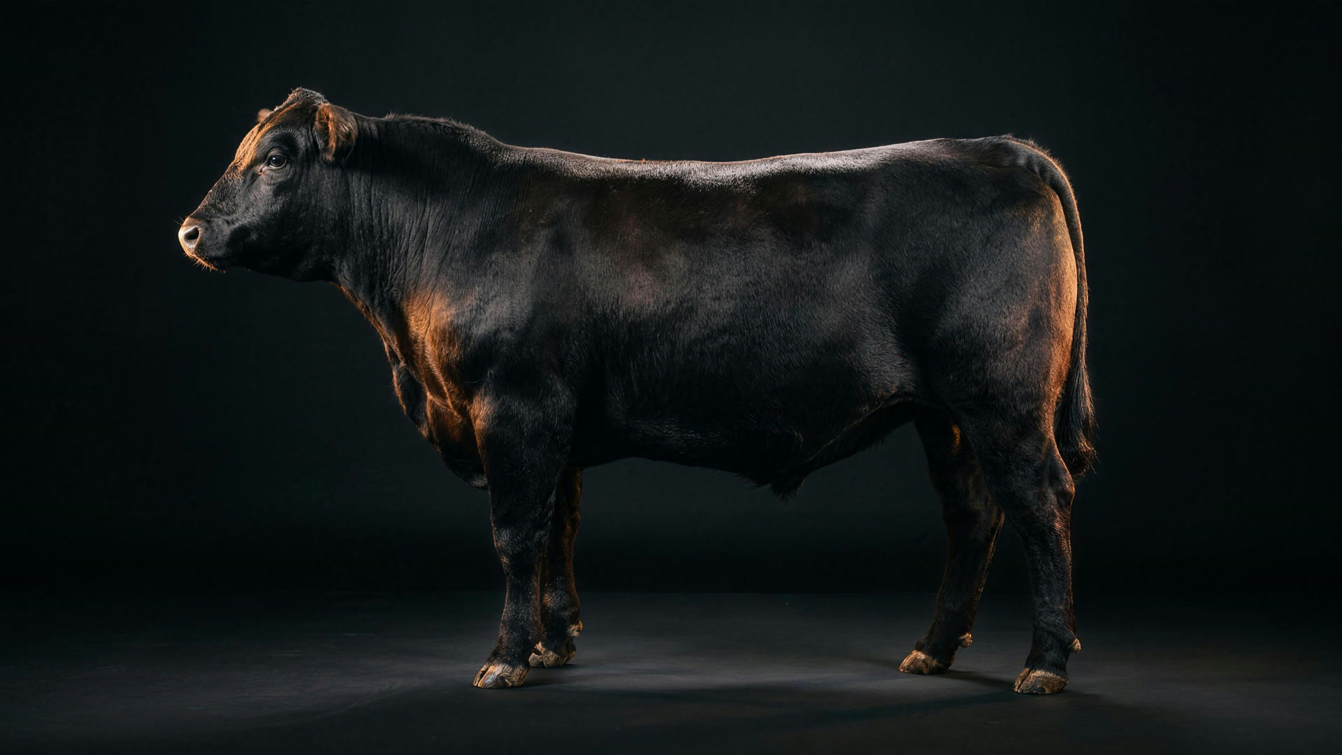 Studio photograph of a Black Angus steer with the eight primal divisions marked in brass